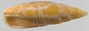 Shell by Unknown Artist