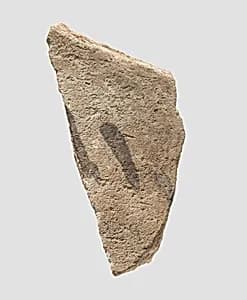 Sherd by Unknown Artist