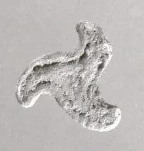 Stamp seal by Unknown Artist