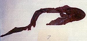 Textile fragment by Unknown Artist