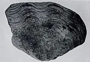 Tridacna shell by Unknown Artist