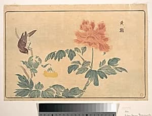 Chinese Oriole and Peonies by Kuwagata Keisai