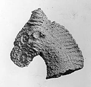 Head of Horse or Camel by Unknown Artist