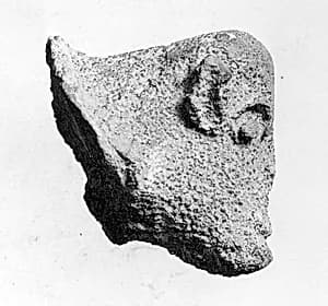 Head of Sheep(?) by Unknown Artist