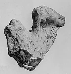 Head of a Camel by Unknown Artist