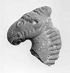 Head of a Horse or Camel by Unknown Artist