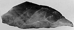 Fragment by Unknown Artist