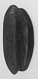 Knife by Unknown Artist
