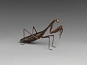 Incense Burner in Form of a Praying Mantis by Unknown Artist