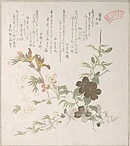 Cherry Blossoms and Yamabuki Flowers by Kubo Shunman