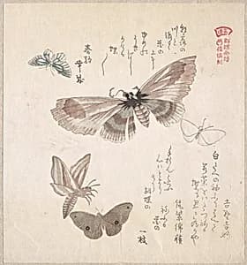 Various Moths and Butterflies by Kubo Shunman