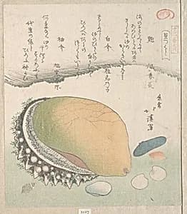 Awabi (Ear-Shell) and Various Shells by Totoya Hokkei