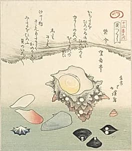 Top-Shell and Various Shells by Totoya Hokkei
