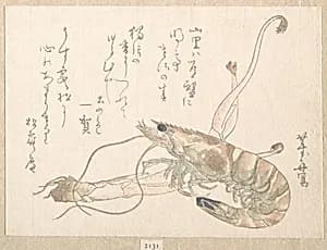 Shrimp and Udo Plant by Uematsu Tōshū