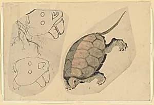 Two Sketches: One of a Turtle, the Other of Two Unidentified Objects by Katsushika Hokusai