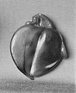 Pendant by Unknown Artist