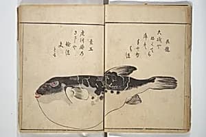 The Servants of the Dragon King of the Sea: Fish and Shells (Tatsu no miyatsuko gyokai fu) 龍の宮津子魚貝譜 by Kuwagata Keisai 鍬形蕙斎