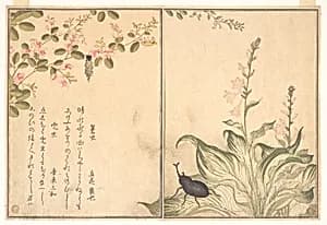 『画本虫撰』「蓑虫」「兜虫」|Bagworm (Minomushi); Horned Scarab Beetle (Kabutomushi), from the Picture Book of Crawling Creatures (Ehon mushi erami) by Kitagawa Utamaro