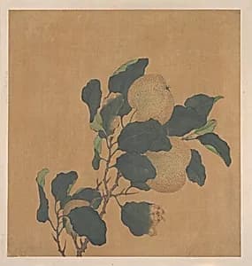 清 佚名 秋梨圖 冊頁|Branch of Tree with Fruit by Unidentified artist