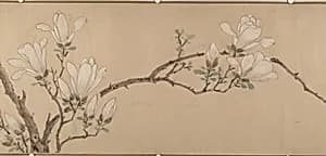 明 佚名（文徵明款） 玉蘭圖 卷|Magnolia by Wen Zhengming|Unidentified artist