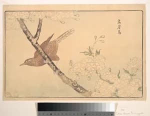 The Gray Thrush