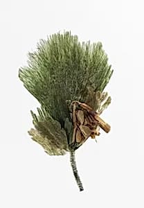 Boutonnière by Unknown Artist