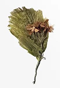 Boutonnière by Unknown Artist