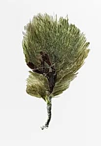 Boutonnière by Unknown Artist