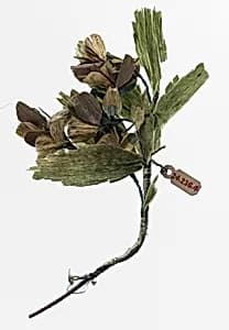 Boutonnière by Unknown Artist