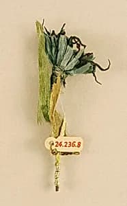 Boutonnière by Unknown Artist