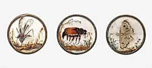 Button by Unknown Artist