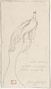 A Bird of Paradise