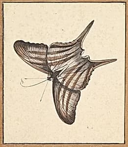 A Butterfly by Nicolaas Struyk