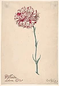 A Carnation ("Hollandia Liberata") by Zacharias Blijhooft