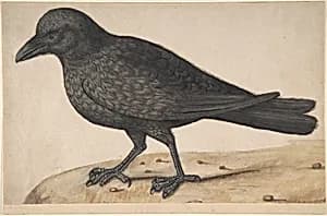 A Crow by Anonymous, Italian, 17th century
