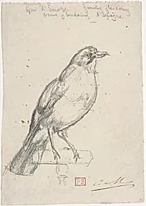 A European Jay
