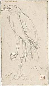 A Golden Eagle