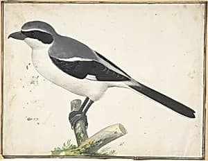 A Great Grey Shrike by Pieter Holsteyn II