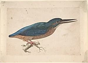 A Kingfisher on a Branch by Jacques Le Moyne de Morgues