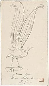 A Lyre Bird