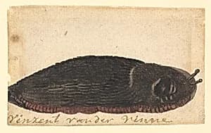 A Slug
