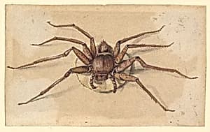 A Spider