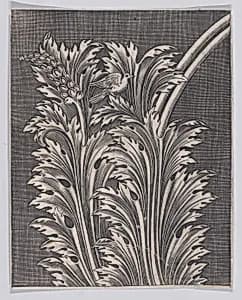 Acanthus Leaves by Anonymous, Italian, 16th to early 17th century|Agostino Veneziano (Agostino dei Musi)