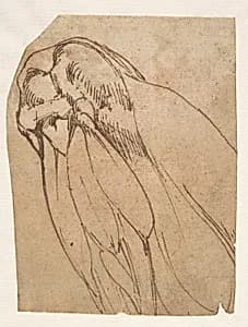 Anatomical Study of a Knee by Michelangelo Buonarroti