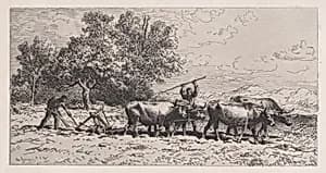 Attelage de Boeufs
