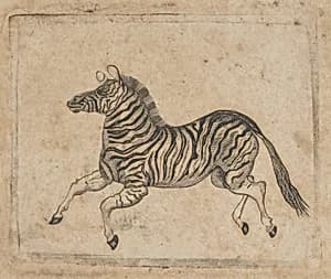 Banknote vignette showing a zebra by Asher Brown Durand|A. B. & C. Durand & Company|Durand, Perkins, and Company