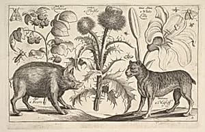 Boar and Mastiff by Wenceslaus Hollar