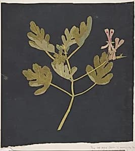 Botanical Study by Mary Delany