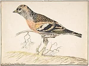 Bramling (Fringilla Montifringilla) by Gerardus van Veen
