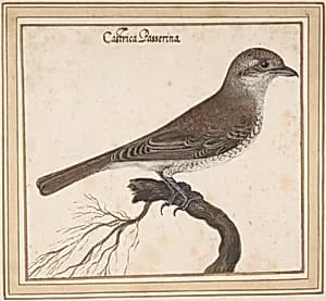 Castrica Passerina by Vincenzo Leonardi
